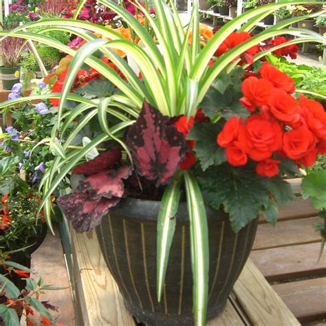 knollwood garden center 8