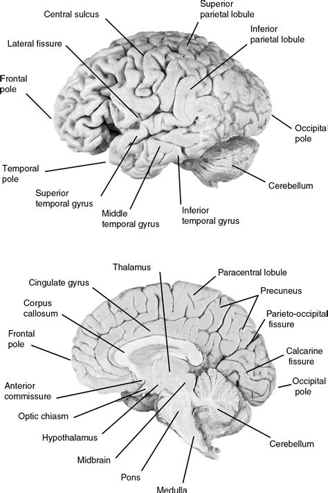Label Gross Anatomy Of Cow Eye 6