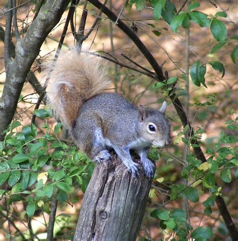 Blonde Tail Furry Friend Squirrel Furry