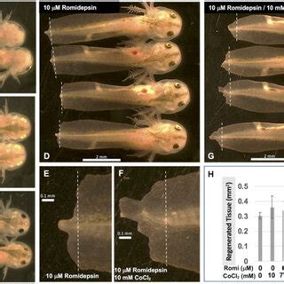 CoCl 2 partially rescues axolotl tail regeneration. | Download ...