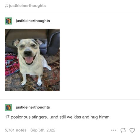 Propeller Hat Dog: Image Gallery (List View) (List View) | Know Your Meme