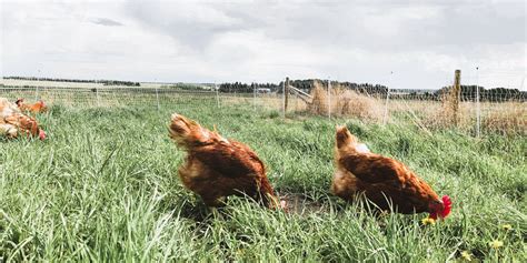 The Healing Power of Farm Therapy in Abbotsford – Gelderman Farms