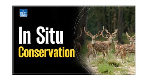 In Situ Conservation: Meaning, Methods, Advantages & More