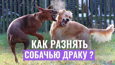 СОБАЧЬЯ ДРАКА: Как разнять дерущихся собак? - YouTube