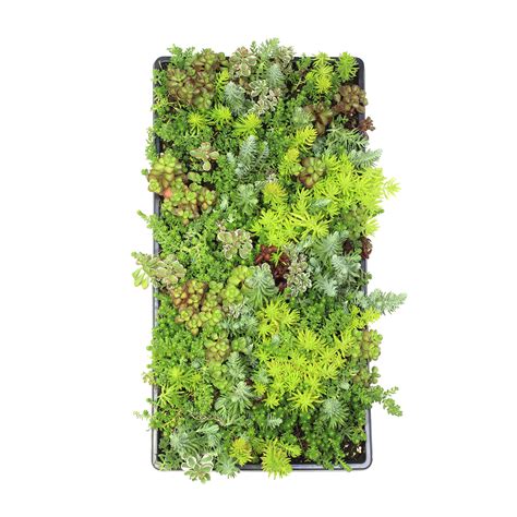 Sedum Tile Live Sedum Succulent Planter Stonecrop Plant Sedum Mat