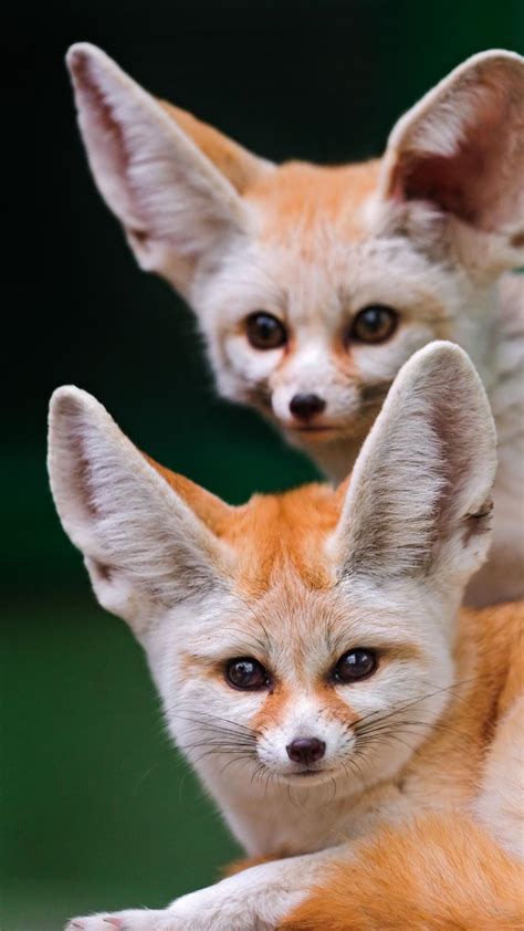 Fennec Fox Wallpapers - Top Free Fennec Fox Backgrounds - WallpaperAccess