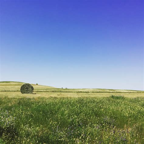 Crested Wheatgrass – Forage U-Pick