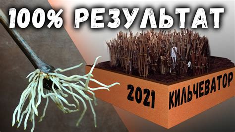 Проращивание черенков винограда в кильчеваторе. - YouTube