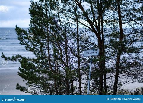 Naked Tree Branches In Late Autumn With No Leaves Stock Photo Image Of Flora Wood