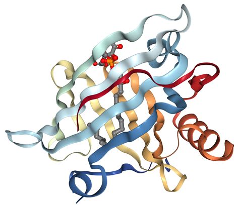 ApoM Protein Overview | Sino Biological