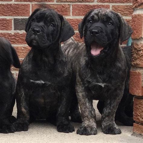 Presa Canario Puppies For Sale Texas City Tx