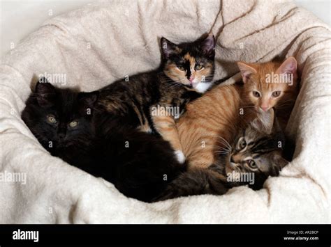 Four Eight Week Old Kittens Four Colours Ginger Tortoiseshell Tabby And