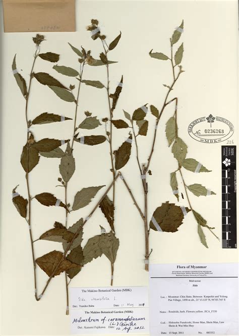 Sida Rhombifolia L Myanmar Vascular Plants Database