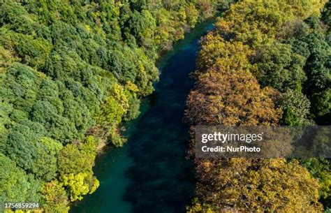137 Wutong Tree Stock Photos, High-Res Pictures, and Images - Getty Images