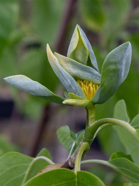 Au Ergew Hnliche B Ume F R Den Garten Blue Opal Gurken Magnolie