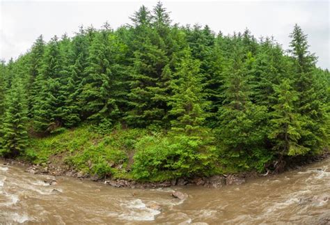 Hermosa Naturaleza Y Paisaje Con Exuberantes Bosques Verdes Y