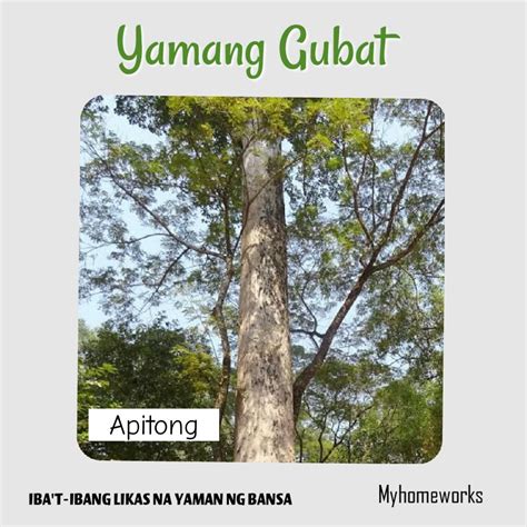 Yamang Gubat