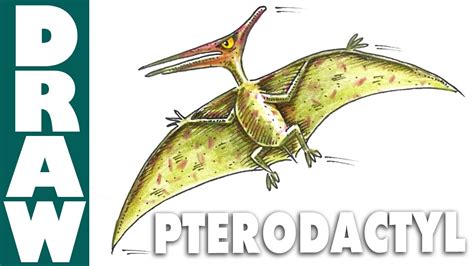 Pterodactyl Anatomy