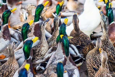 Qual O Coletivo De Patos - Grupo grande de patos imagen de archivo. Imagen de primer - 48911555