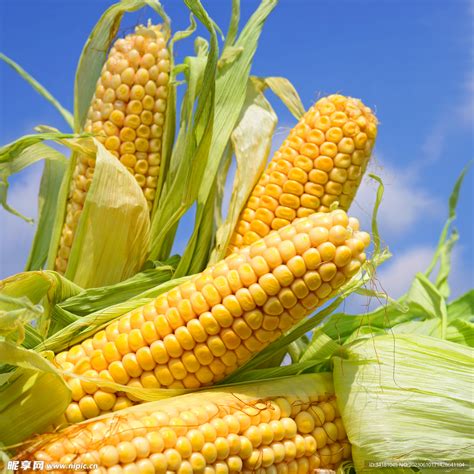 玉米摄影图蔬菜生物世界摄影图库昵图网