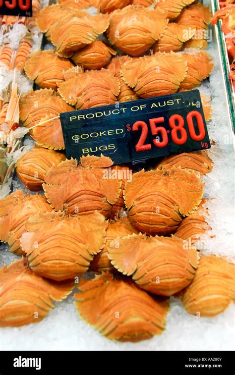 Balmain Bugs Slipper Lobster On Sale Stock Photo Alamy