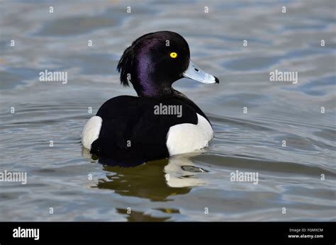 Male tufted duck Stock Photo - Alamy