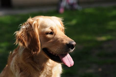 Golden Retriever Carattere E Prezzo