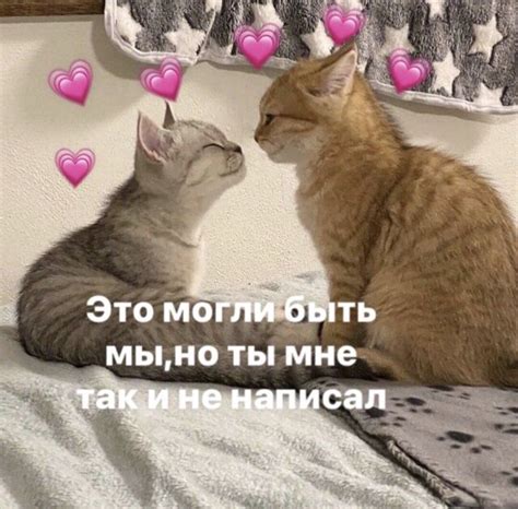Влюблённые коты Веселые картинки Веселые мемы Мемы