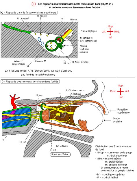 Nerf Oculo Moteur Iii Nerf Trochl Aire Iv Nerf Abducens Vi