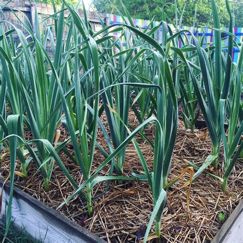 How Do You Plant Garlic - Plant Ideas