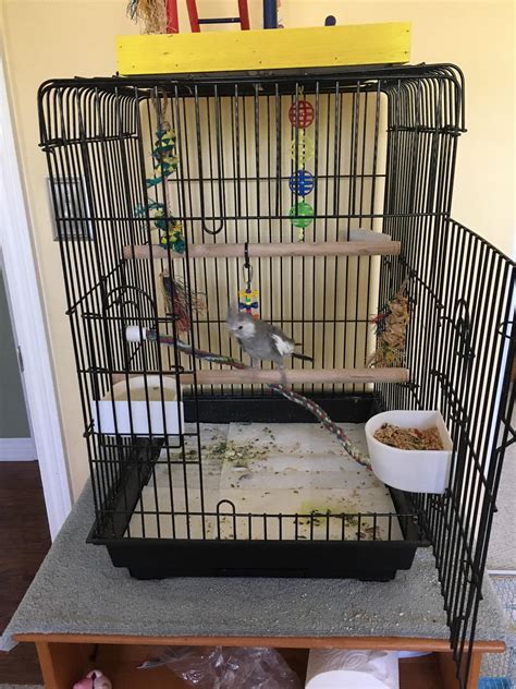 how do you cockatiel hiding naturally 4