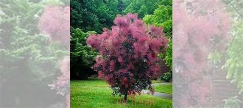 Скумпия купить в Томске | Товары для дома и дачи | Авито