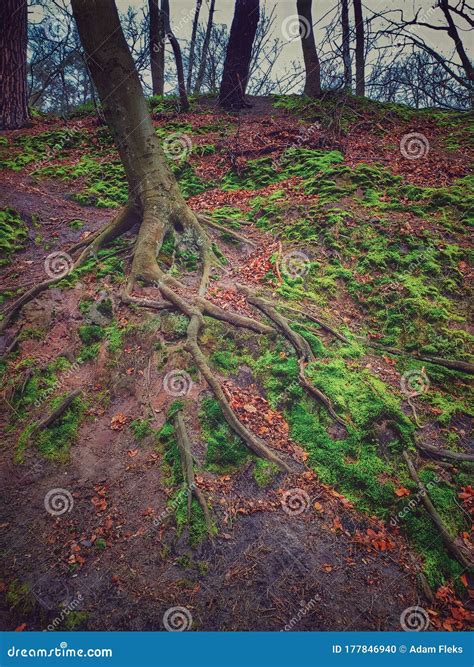 Old Naked Beeches And Fallen Dry Leaves Artistic Photography Special Technique In Darkroom