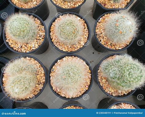 Mammillaria Bocasana Is A Fluffy White Haired Cactus Stock Image