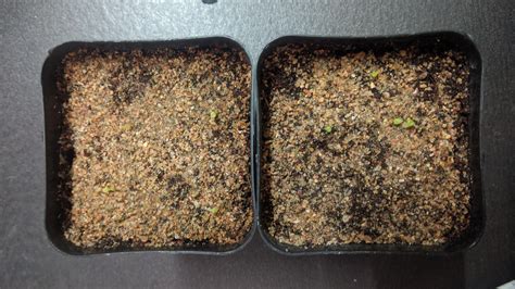 I sown 40 seeds a month and a half ago around 30 germinated and they