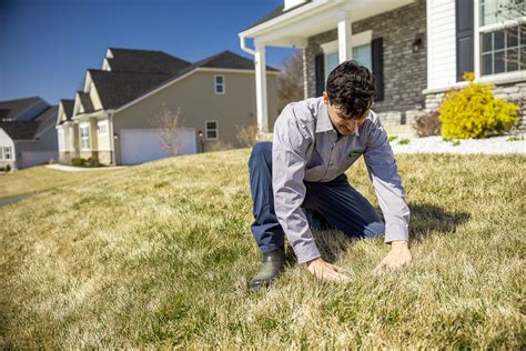 4 Tips For Nutsedge Control In Your Pennsylvania Lawn