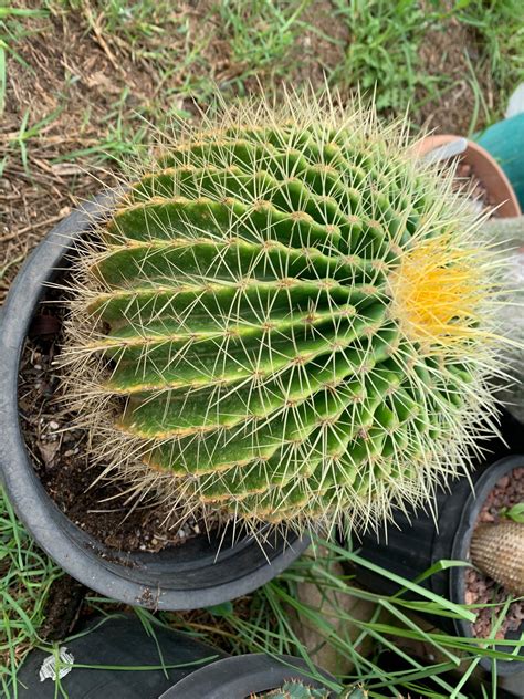 Golden Barrel (Echinocactus - Garden Items | Facebook Marketplace