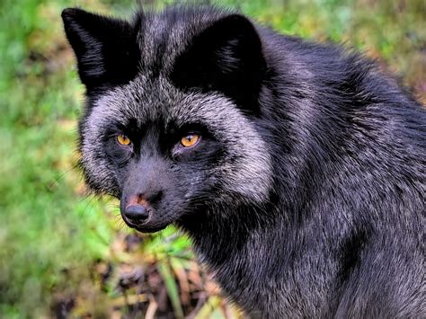 Fox Silver Black Free Photo On Pixabay Pixabay