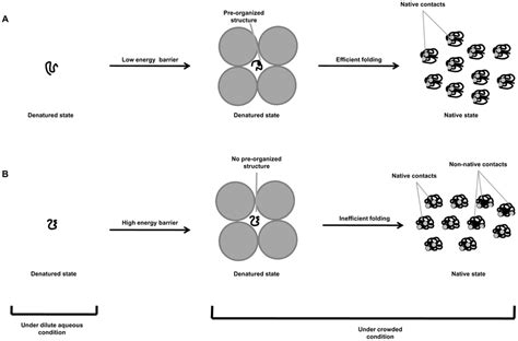 A schematic representation of the effect of macromolecular crowding on ...