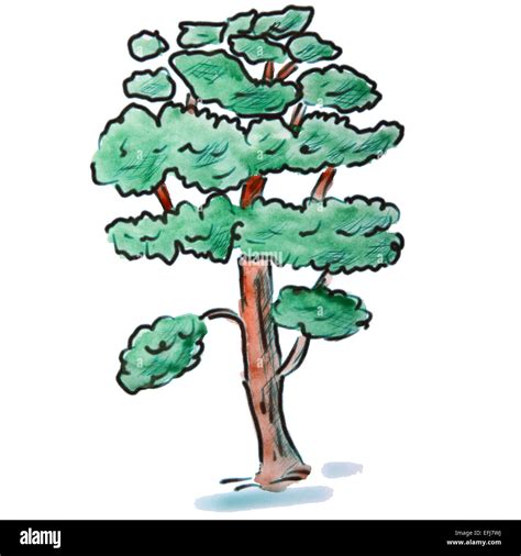 Watercolor Green Cedar Tree Cartoon Illustration Isolated White