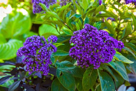 Цветок гелиотроп фото посадка и уход (много фото) - artshots.ru