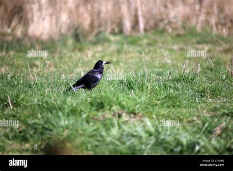 Rook Bird Hi Res Stock Photography And Images Alamy