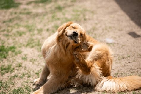 Dog Scratching Head Royalty-Free Images, Stock Photos & Pictures ...