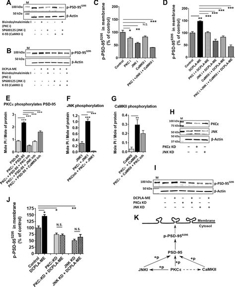 Pkc Mediated Membrane Localization Of P Psd 95 S295 Involves Jnk1 And