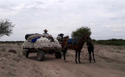 En La Laguna Así Era La Pizca De Algodón Grupo Milenio
