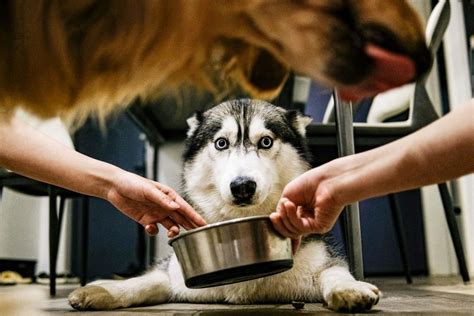 17 Easy Dog Breakfast Recipes For Energy & Health