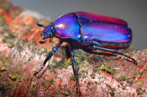 Purple Beetle Insect