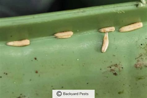 8 Places Maggots Come From And Why Backyard Pests