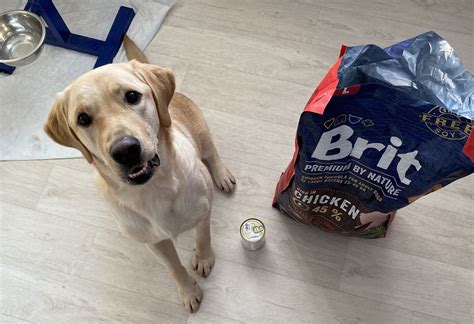 Корми для собак Brit: види та поради щодо годування | Новини Еспресо