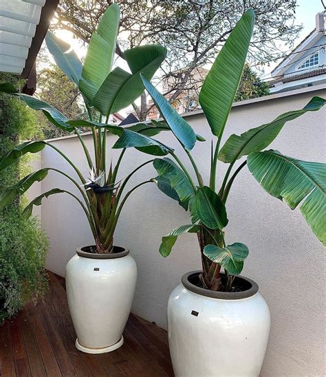 Details Imagen Planta Strelitzia Augusta Abzlocal Mx